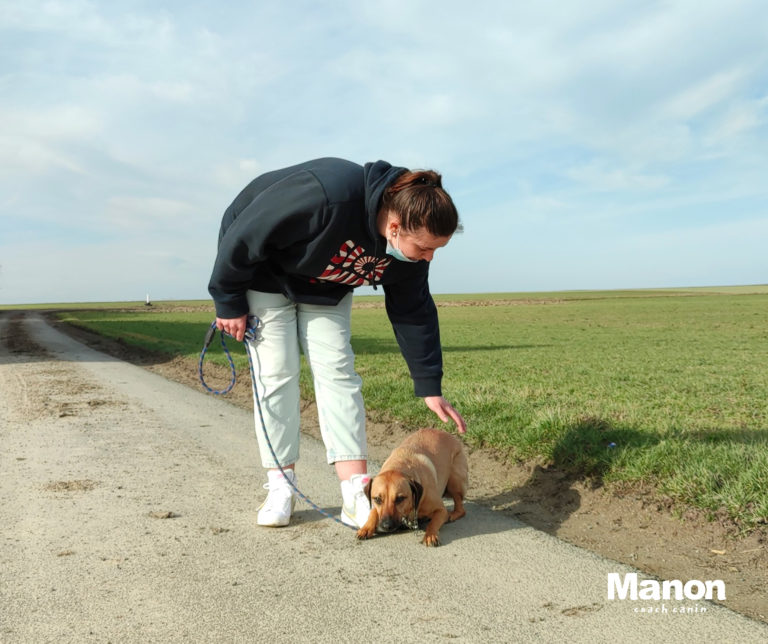 cours pédagogique chien