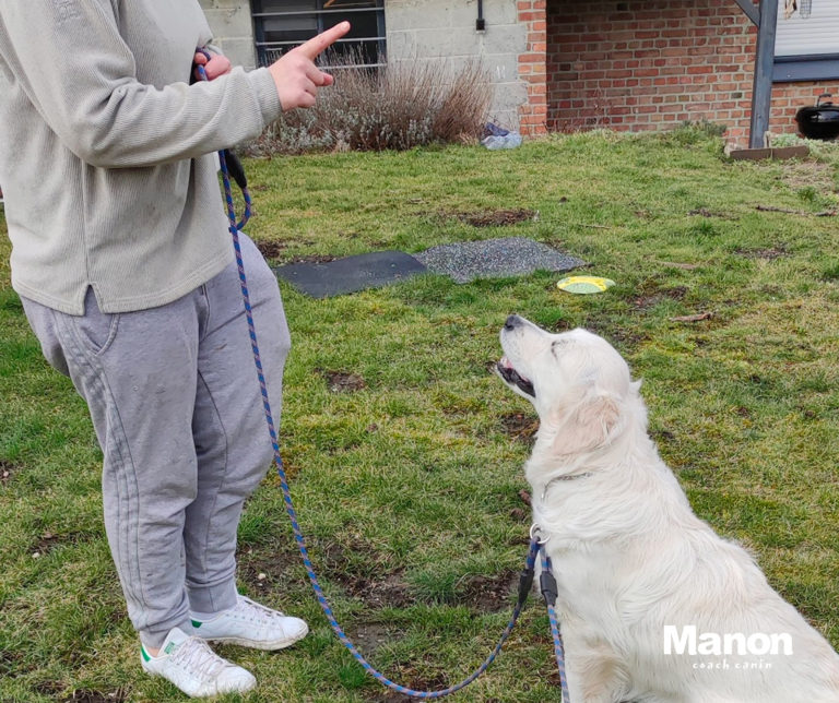 Cours chien